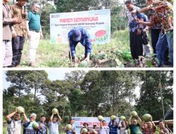 Dari Kohe Puyuh ke Panen Semangka, Lahan Eks-PETI di Desa Darmo Kini Produktif*