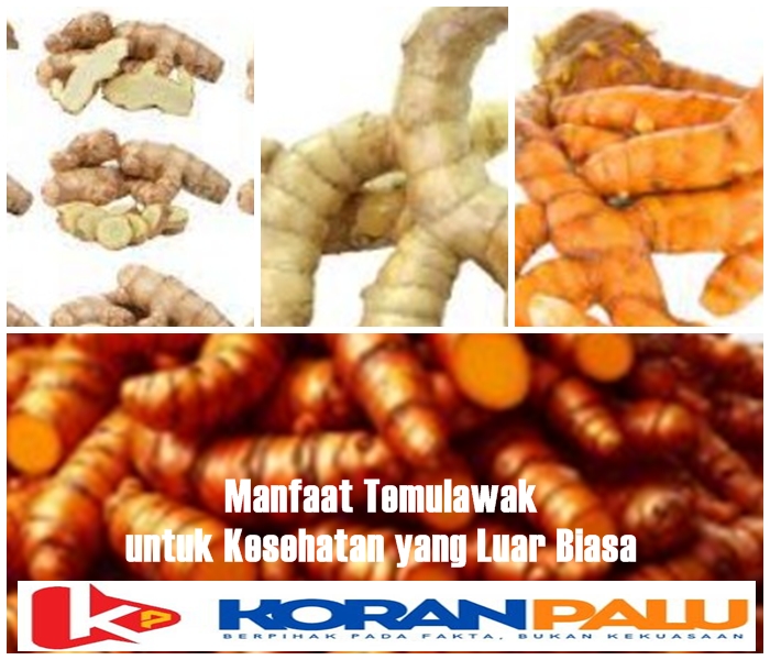 Temulawak, tanaman herbal khas Indonesia, telah digunakan selama berabad-abad sebagai obat tradisional untuk berbagai penyakit.