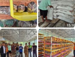 Dukung Replikasi Budidaya Burung Puyuh, PTBA Dorong Kemandirian Ekonomi Masyarakat Tanjung Enim*