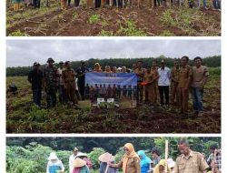 Tanam Jagung Perdana, BUMDes Anega Jaya Mantapkan Langkah Membangun Ekonomi Desa