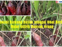Khasiat Bawang Dayak sebagai Obat Herbal, Mulai Dilirik Banyak Orang