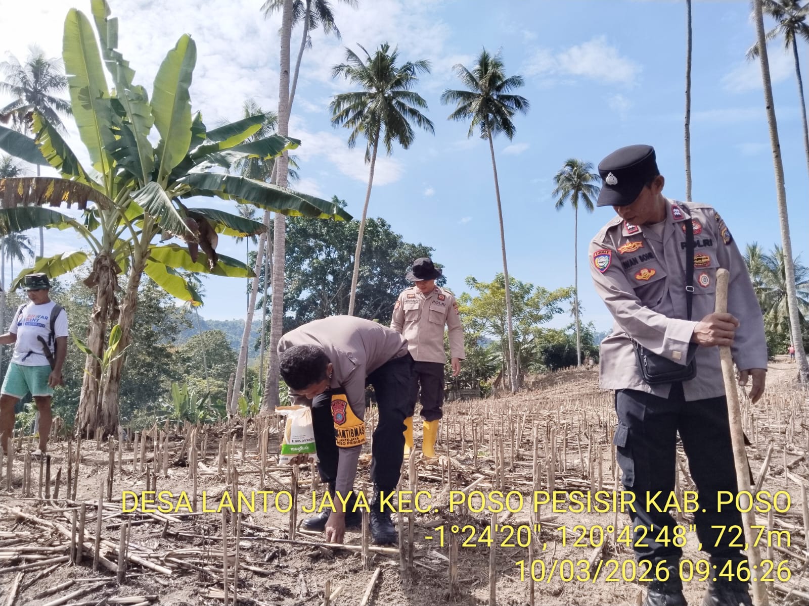 Polsek Poso Pesisir saat membantu petani menanam jagung di Desa Lanto Jaya
