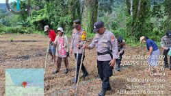 Proses penanaman jagung di Desa Bo'e, Kecamatan Pamona Selatan, Kabupaten Poso
